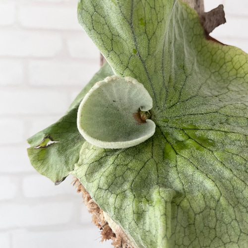 ビカクシダ コウモリラン グランデ 流木付け 観葉植物