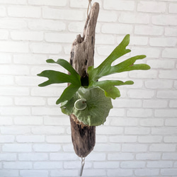 ビカクシダ コウモリラン グランデ 流木付け 観葉植物