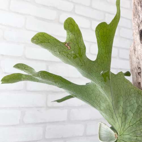 ビカクシダ コウモリラン グランデ 流木付け 観葉植物