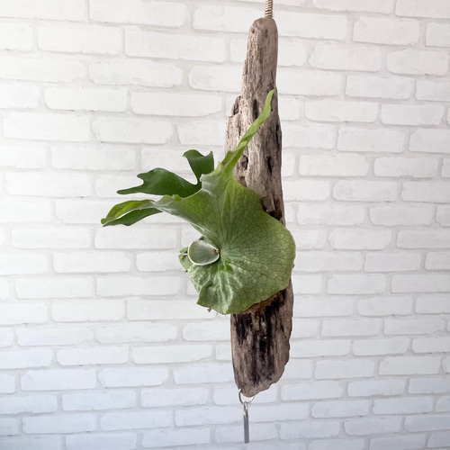 【新入荷】flying ビカクシダ グランデ コウモリラン ハンギング 観葉植物 新入荷】flying ビカクシダ グランデ コウモリラン ハンギング