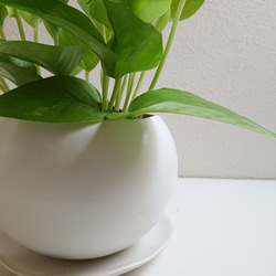 ●数量限定● 空気浄化植物　マイナスイオン　”ポトス ライム　クラフトラウンド鉢セット（マットホワイト）" 観葉植物 5枚目の画像