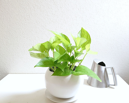 ○数量限定○ 空気浄化植物 マイナスイオン ”ポトス ライム クラフト