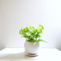●数量限定● 空気浄化植物　マイナスイオン　”ポトス ライム　クラフトラウンド鉢セット（マットホワイト）" 観葉植物 2枚目の画像