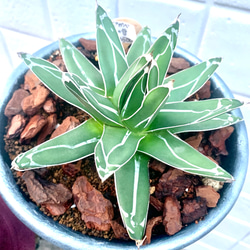 ホワイトアイス　大株 アガベ チタノタ ホワイトアイス 極棘 大株 | 4S'easons.