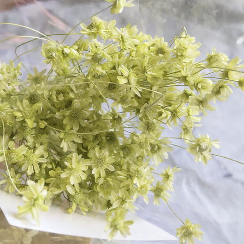 楽天市場】ドライフラワー 茎の通販
