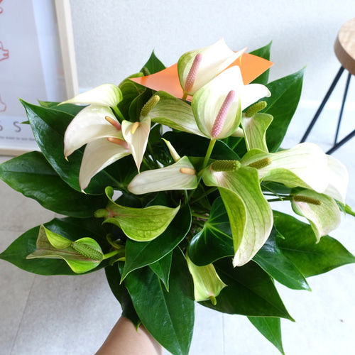 上品♫可愛い♡オススメ品種 アンスリウム ジョリパルス 観葉