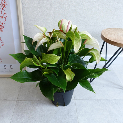 上品♫可愛い♡オススメ品種 アンスリウム ジョリパルス 観葉