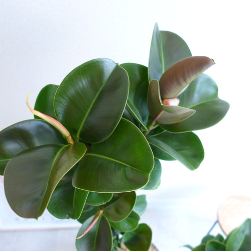 オススメ♡ フィカス エラスティカ アポロ 観葉植物 室内 希少