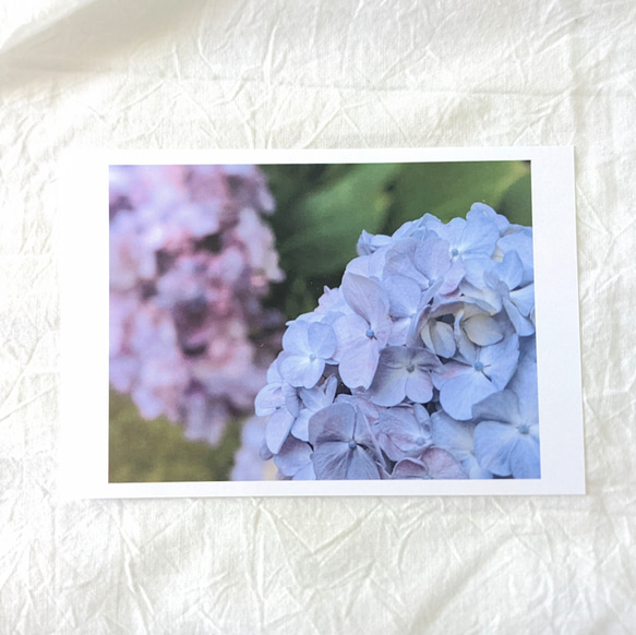 紫陽花の写真のピアス/イヤリング（紫） 8枚目の画像