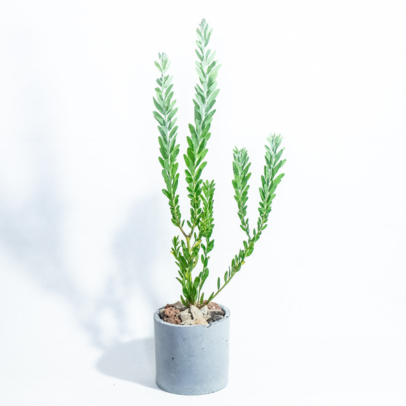 ≪ 観葉植物 ≫お庭やベランダで育てるアカシア・ブルーブッシュの鉢植え｜シンプルな手づくりモルタル鉢｜送料全国一律850 3枚目の画像