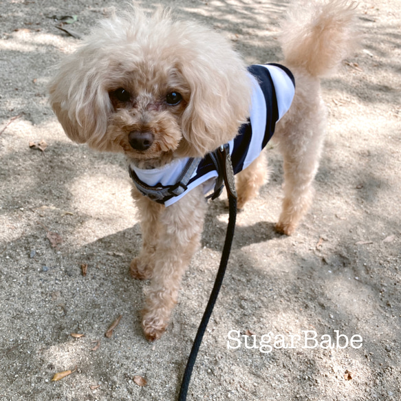 犬服 シンプル カジュアル おしゃれ かっこいい 太ボーダー 濃紺 ネイビー タンクトップ 5枚目の画像