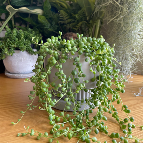 多肉寄せ植え✿グリーンネックレス✿そのまま飾れます 多肉寄せ植え✿グリーンネックレス✿そのまま飾れます