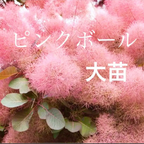 スモークツリー 苗 ピンクボール 大苗 花付き ドライフラワー 森の