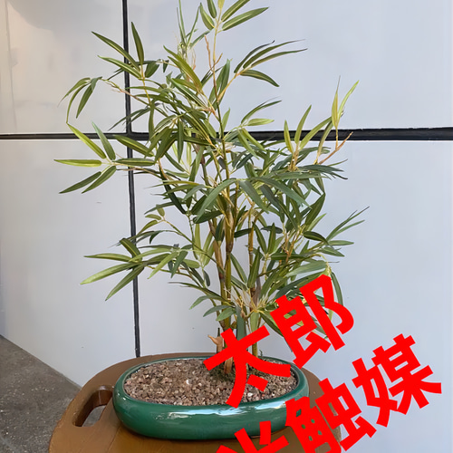 光触媒人工観葉植物ウォールグリーンフェイクグリーン
