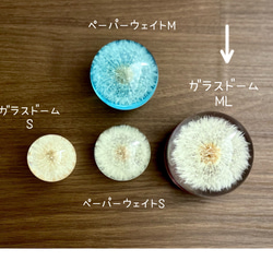 たんぽぽ綿毛の真ん丸ガラスドーム　ML　台座トレー付 6枚目の画像