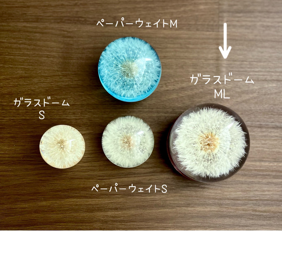 たんぽぽ綿毛の真ん丸ガラスドーム　ML　台座トレー付 6枚目の画像