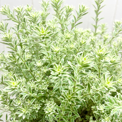 ウエストリンギア  スモーキー  ホワイト  5号鉢（15cm） 7枚目の画像