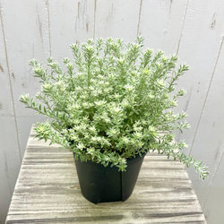 斑入り ウエストリンギア スモーキーホワイト　ファイバー鉢 imgrc0110921947.jpg