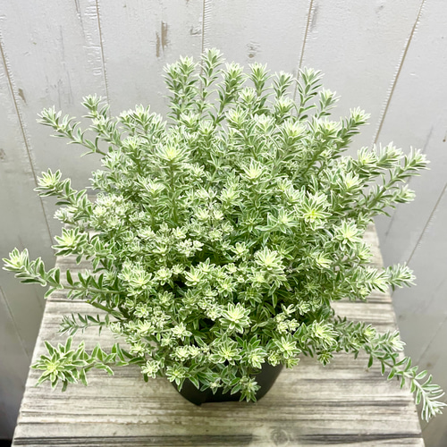 斑入り ウエストリンギア スモーキーホワイト　ファイバー鉢 ウエストリンギア スモーキーホワイト 5寸鉢 | 鉢花・花苗