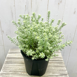 ウエストリンギア  スモーキー  ホワイト  5号鉢（15cm） 2枚目の画像