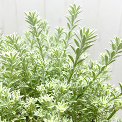 ウエストリンギア  スモーキー  ホワイト  5号鉢（15cm） 6枚目の画像