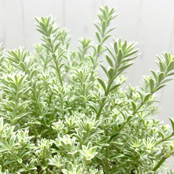 ウエストリンギア  スモーキー  ホワイト  5号鉢（15cm） 6枚目の画像