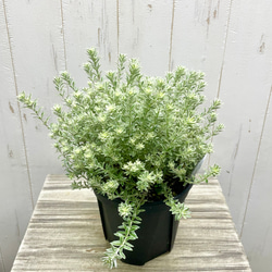 ウエストリンギア  スモーキー  ホワイト  5号鉢（15cm） 3枚目の画像