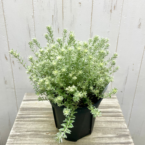 ウエストリンギア スモーキー ホワイト 5号鉢（15cm） その他