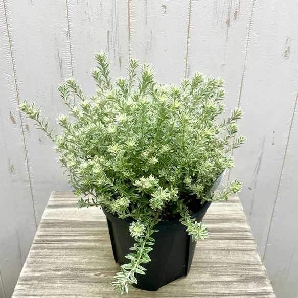 ウエストリンギア  スモーキー  ホワイト  5号鉢（15cm） 3枚目の画像