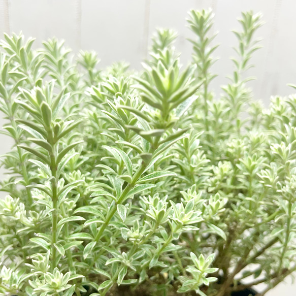 ウエストリンギア  スモーキー  ホワイト  5号鉢（15cm） 8枚目の画像