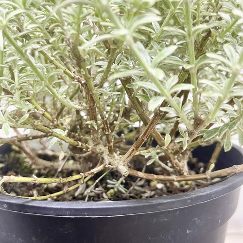 ウエストリンギア スモーキー ホワイト 5号鉢（15cm） その他