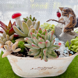 寄せ植え 多肉植物 かわいい猫 釣り日和 ブリキ缶 多肉植物 虎っぺ 