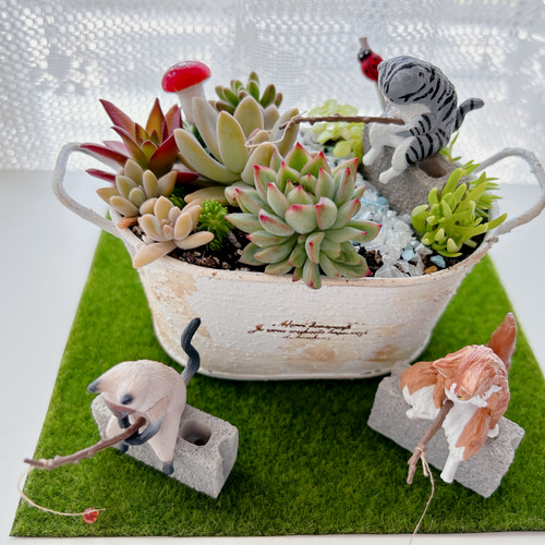 ❤️多肉植物❤️そのまま飾れる寄せ植え~❤️三毛猫ちゃん❤️ 観葉