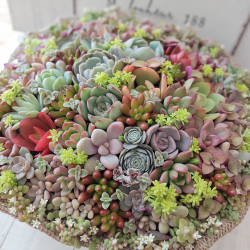 ★多肉植物　寄せ植え〜スター寄せ〜そのまま飾れます(≧∀≦)★ ☆多肉植物 寄せ植え〜スター寄せ〜そのまま飾れます(≧∀≦)☆ 【公式