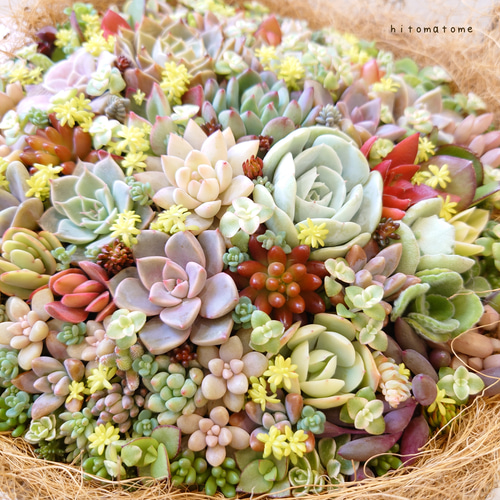 受注制作】 そのまま飾れる多肉植物 寄せ植え スクエア 大 スチール