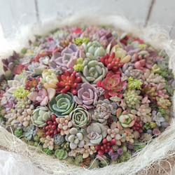 受注制作】 そのまま飾れる多肉植物 寄せ植え スクエア 大 スチール
