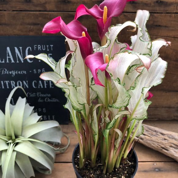 氷のフローズンクィーン♡ 超希少品種♡カラー♡観葉植物♡インテリア 11枚目の画像