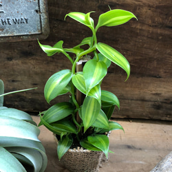 バニラの木　甘くなる香りのもと♡つる性の観葉植物 2枚目の画像