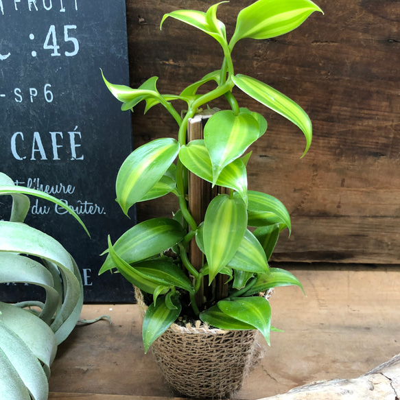 バニラの木　甘くなる香りのもと♡つる性の観葉植物 4枚目の画像