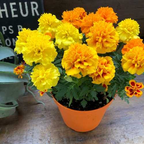 ★5/8まで★マリーゴールド　黄色　苗　とっても可愛いポンポン咲き♡ ☆5/8まで☆マリーゴールド 黄色 苗 とっても可愛いポンポン咲き♡