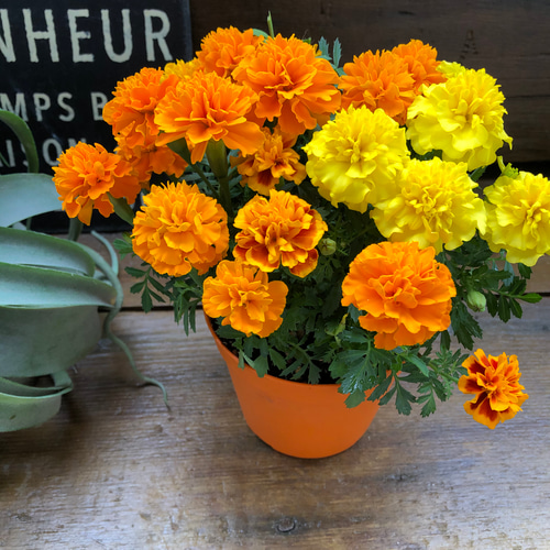 ポンポンブーケ2個セット♡マリーゴールド♡夏の花♡ アートフラワー