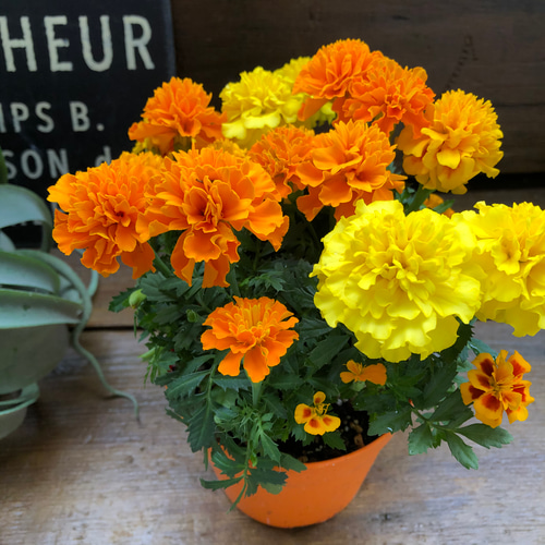 ポンポンブーケ2個セット♡マリーゴールド♡夏の花♡ アートフラワー