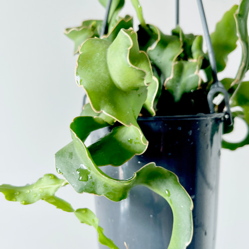 【現品】エピフィルム・グアテマレンシス　7号　黒鉢　吊り下げ（1） 楽天市場】エピフィラム・グアテマレンシス（ガテマレンシス）吊り鉢