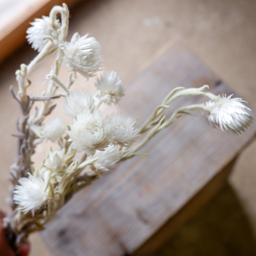 ヘリクリサム カップブルーメン（白/5本束） ナチュラルドライフラワー