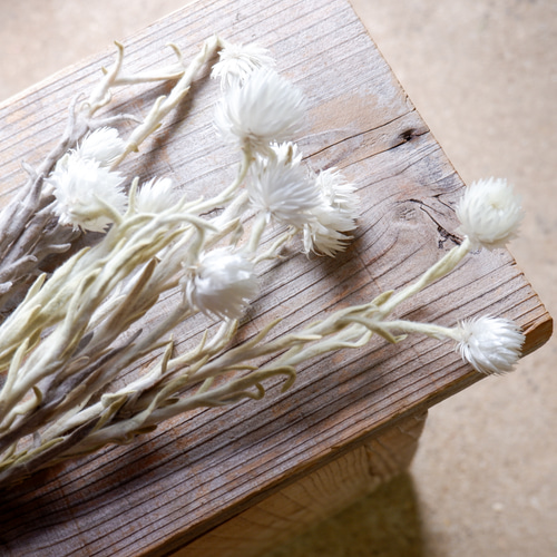 ヘリクリサム カップブルーメン（白/5本束） ナチュラルドライフラワー