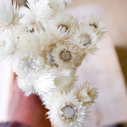 ヘリクリサム カップブルーメン（白/5本束） ナチュラルドライフラワー