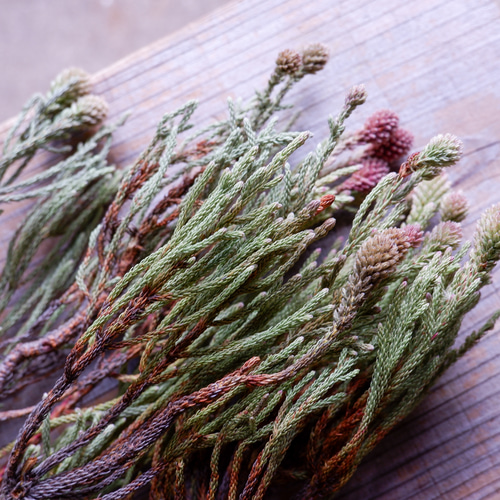 ネベリア クラスタースター（5本束） フリーズドライフラワー ドライ  