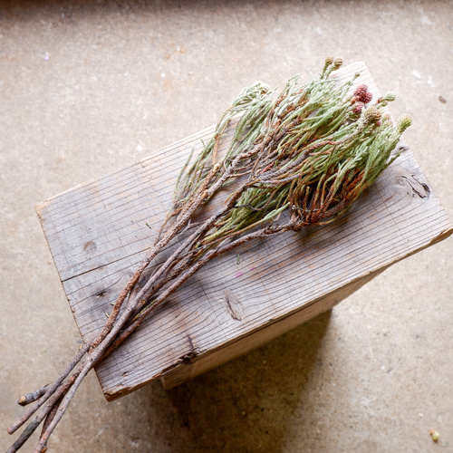 ネベリア クラスタースター（5本束） フリーズドライフラワー ドライ  