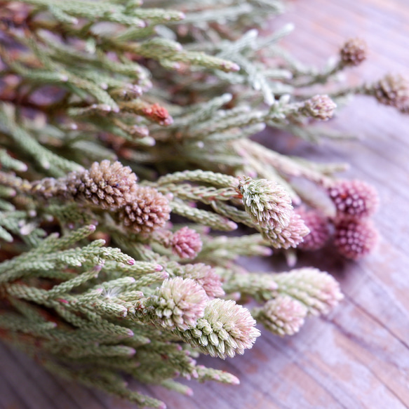 ネベリア クラスタースター（5本束） フリーズドライフラワー ドライ  