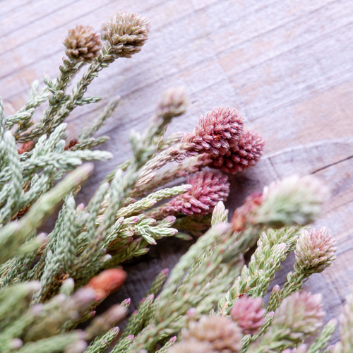 ネベリア クラスタースター（5本束） フリーズドライフラワー ドライ  